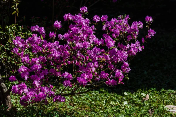 Kwiaty Rododendron Dauricum Lub Ledum Wiosennym Ogrodzie Botanicznym — Zdjęcie stockowe