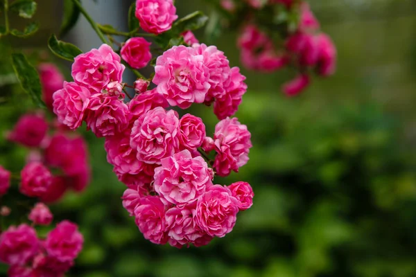 Розовые Розы Летнем Саду — стоковое фото