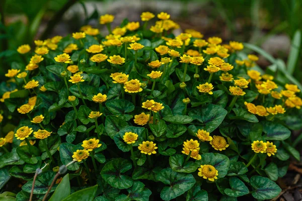 Closeup Yellow Ficaria Verna Flowers Commonly Known Lesser Celandine Pilewort — Stock Photo, Image