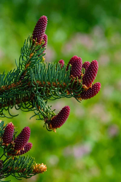 Background Green Fir Tree Branches Young Cones — Stock Photo, Image