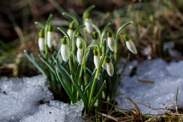 Snowdrop flowers (Galanthus nivalis) at spring. The first snowdrops among thawing snow