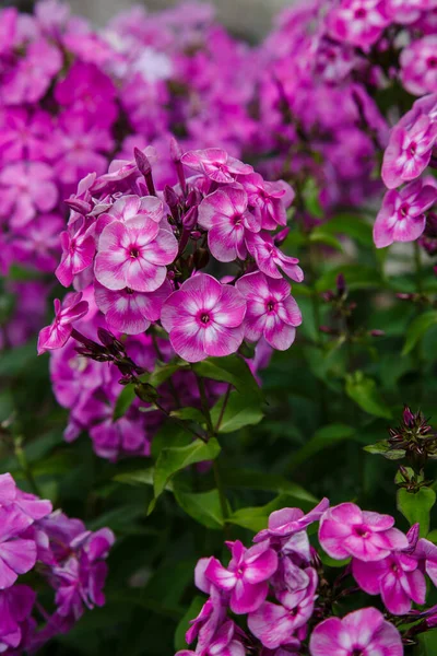 Çiçekler Çok Güzel Plox Paniklemiş Bahçede Çiçek Açan Dallar Var — Stok fotoğraf