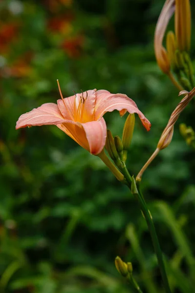 Piękny Kwiat Lilii Ogrodzie Latem Wieloletnie Rośliny Lilii Dziennej Hemerocallis — Zdjęcie stockowe