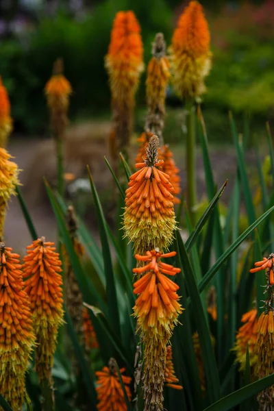 Kniphofia Uvaria Čeledi Asphodelaceae Pomerančové Květy Kniphofia Uvaria — Stock fotografie