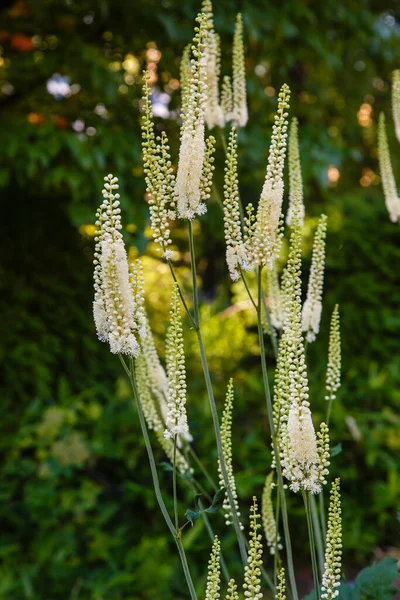 Actaea Heracleifolia Jardín Cultivo Plantas Medicinales Jardín Inflorescencias Blancas Cimicifuga — Foto de Stock