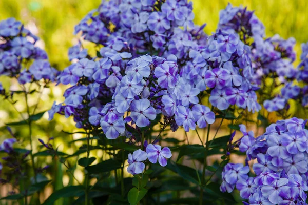 Beautiful Flowers Phlox Paniculata Flowering Branches Phlox Garden — Stock Photo, Image