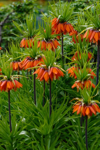 Корона Империи Fritillaria Imperialis Саду Апельсиновые Цветы Fritillaria Imperial Род — стоковое фото