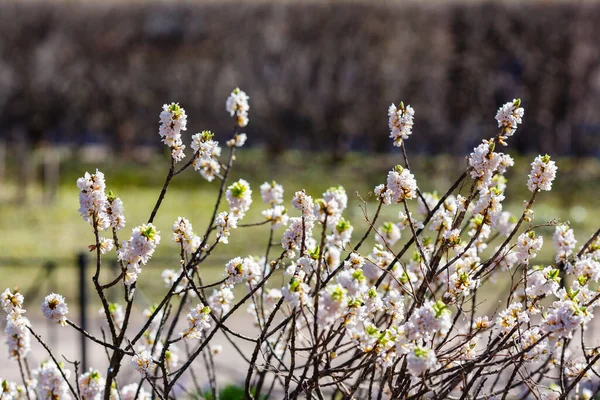 Ramas Flores Blancas Daphne Mezereum — Foto de Stock