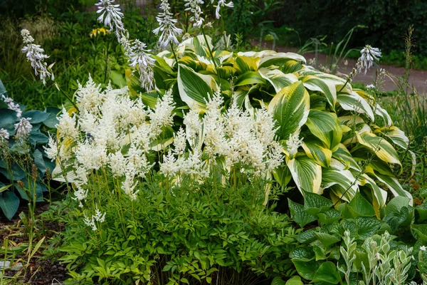 Astilba Fehér Természetes Háttérrel Astilbe Virágok Nőnek Kertben — Stock Fotó