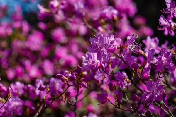 Rhododendron Dauricum Printemps — Photo