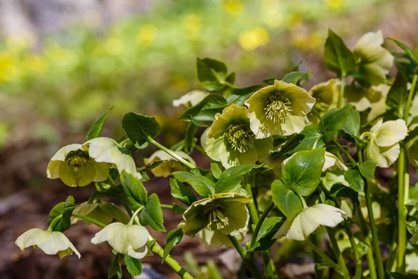 Beautiful Fresh Green Hellebore Helleborus Odorus Spring Garden — Stock Photo, Image