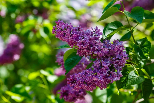 Lilla Syringa Vulgaris Che Fiorisce Nel Giardino Primaverile Lilla Viola — Foto Stock