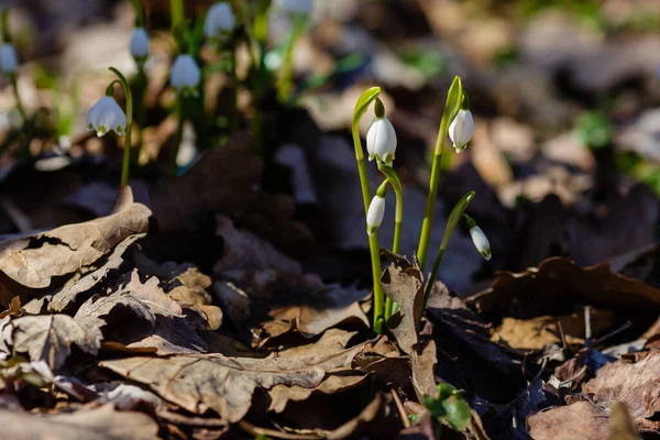 Leucojum Vernum Primavera Flor Branca Uma Planta Floração Precoce Que — Fotografia de Stock