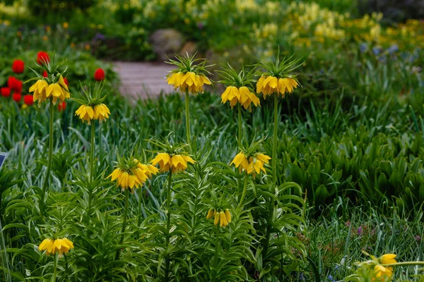 Fritillaria imperialis growing in the garden. Crown imperial is a species of flowering plant in the lily family, sort Lutea with yellow flowers