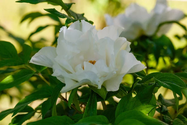 Красивый Белый Цветок Paeonia Suffruticosa Саду — стоковое фото