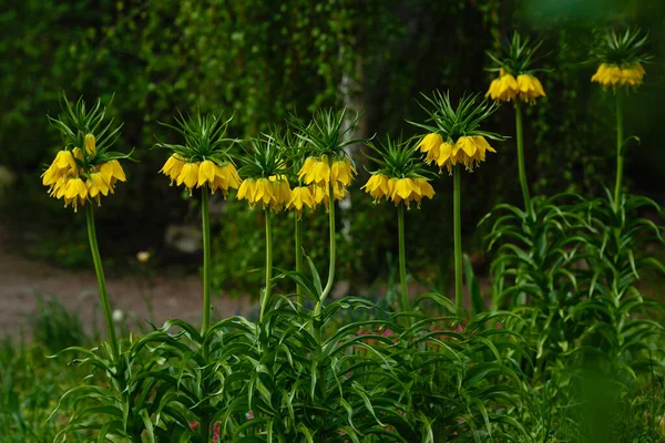 Fritillaria Imperialis Растет Саду Корона Империал Вид Флоксов Семейства Лилейных — стоковое фото