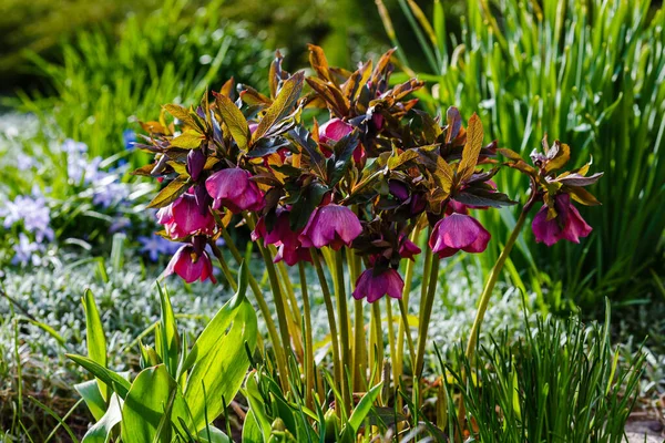 Fastenrose Helleborus Caucasicus Frühlingsgarten Helleborus Abchasicus — Stockfoto