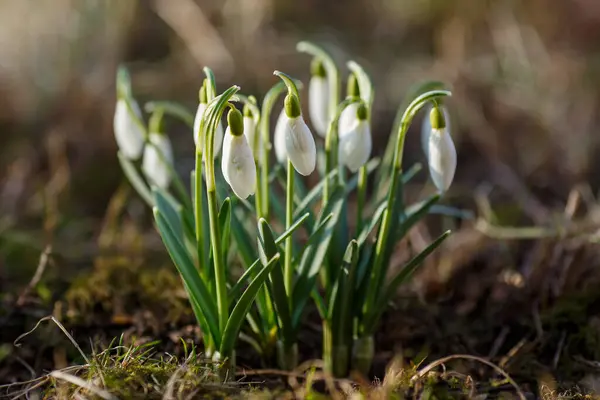 Kwiaty Wiosennego Ogrodu Ommon Snowdrop Galanthus Nivalis Kwiaty Naturalnym Zielonym — Zdjęcie stockowe