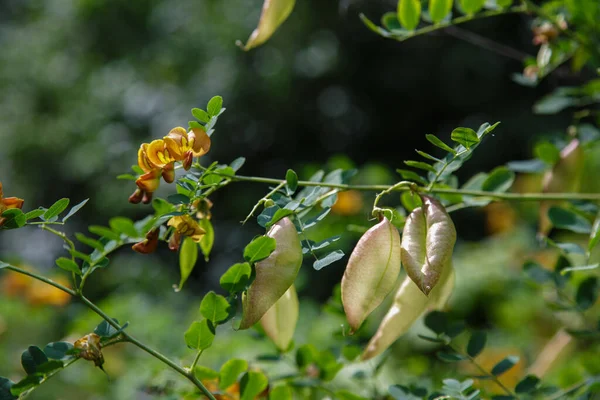 Colutea Arborescens Giardino Fiori Semi Arancio Brillante — Foto Stock
