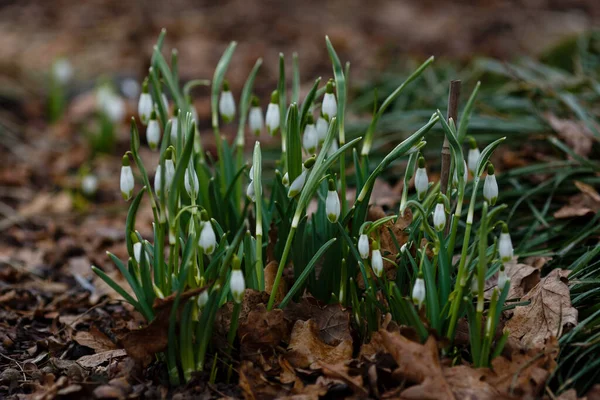 Flores Jardim Primavera Gota Neve Ommon Snowdrop Galanthus Nivalis Flores — Fotografia de Stock