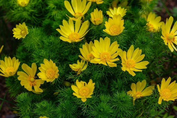 Adonis Vernalis, Bahar Bahçesi 'nde çok yıllık bir çiçek bitkisidir. Adonis Vernalis tıbbi bir bitki. Doğal arka planda sarı Adonis çiçekleri.
