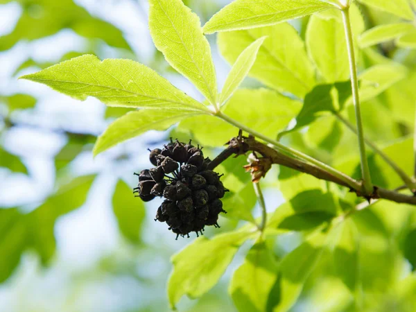 Acanthopanax Senticosus, Sibirya Ginseng, Eleutherococcus senticosus meyvesi ağaçta