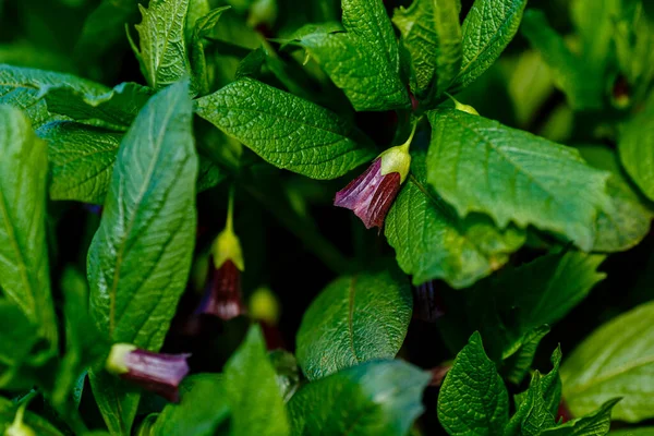 Kwiaty Śmiercionośnej Jagody Lub Atropa Beladonna Atropa Beladonna Wieloletnia Roślina — Zdjęcie stockowe