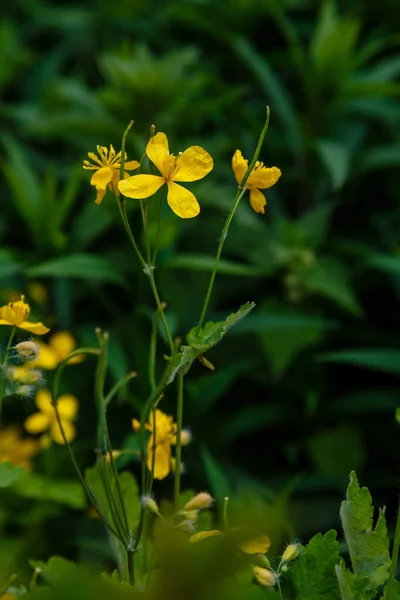 Medicinsk Växt Celandine Trädgården — Stockfoto