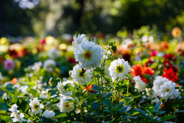 Květiny Ročních Dahlias Zahradě — Stock fotografie