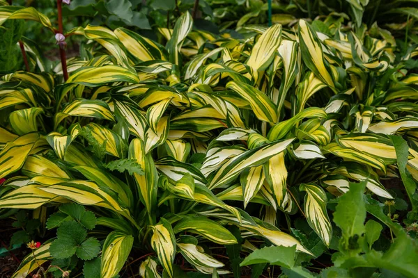 Hosta Szivárványok Vége Kertben Hosta Sárga Zöld Levelekkel — Stock Fotó