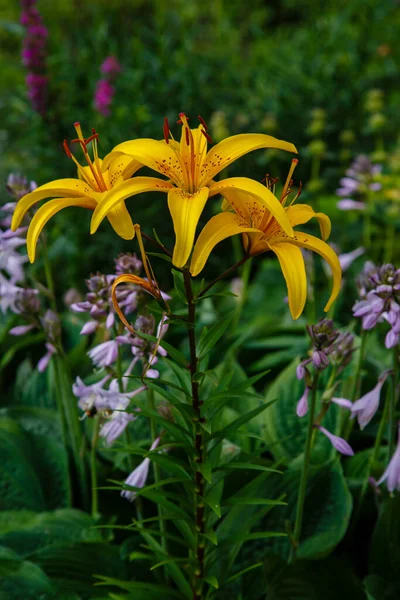 Цветы Желтой Лилии Lilium Bulbiferum Саду — стоковое фото