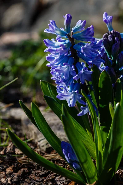 Μπλε Υάκινθος Ανθίζει Στον Κήπο Της Άνοιξης Όμορφο Φόντο Άνοιξη — Φωτογραφία Αρχείου
