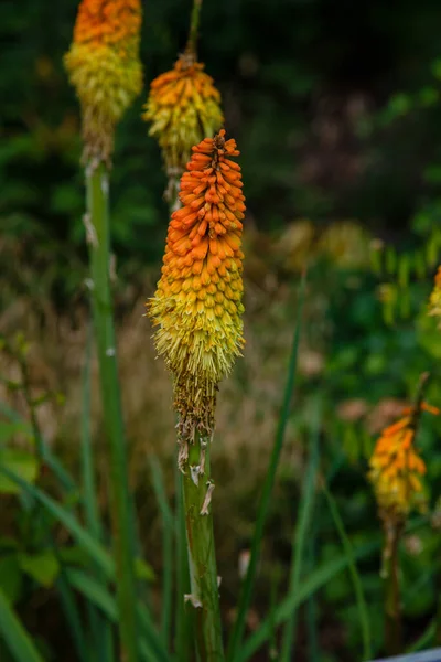 Kniphofia Uvaria Familie Asphodelaceae Oranje Bloemen Van Uvaria — Stockfoto