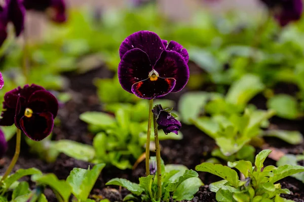 Floração Viola Pansy Flores Jardim Fundo Floral Delicado — Fotografia de Stock