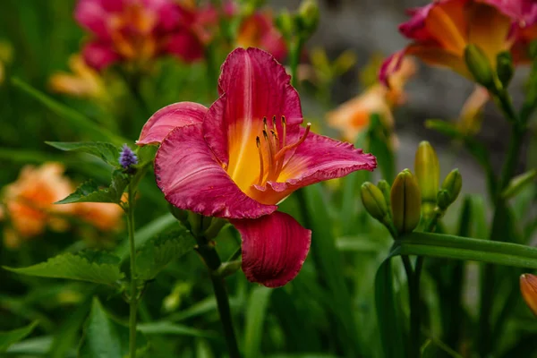 夏には庭に美しいスイレンの花 ランドスケープデザインにおける多年生植物のユリ Hemerocallis — ストック写真