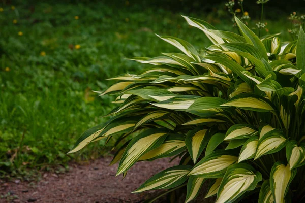 Hosta Rainbows End Trädgården Hosta Med Gula Och Gröna Blad — Stockfoto