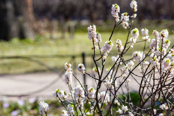 Zweige Der Weißen Daphne Mezereum Blüten — Stockfoto