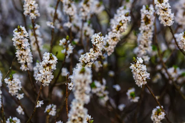 白ダフネ メゼレウムの花の枝 — ストック写真