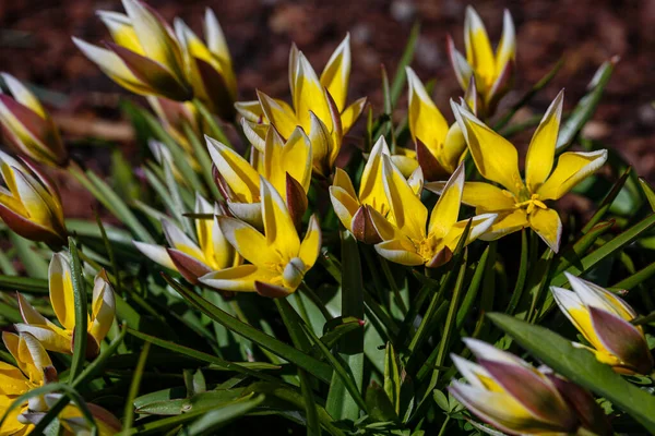 Tulipa Tarda Spring Garden Yellow Flowers Tulipa — Stock Photo, Image