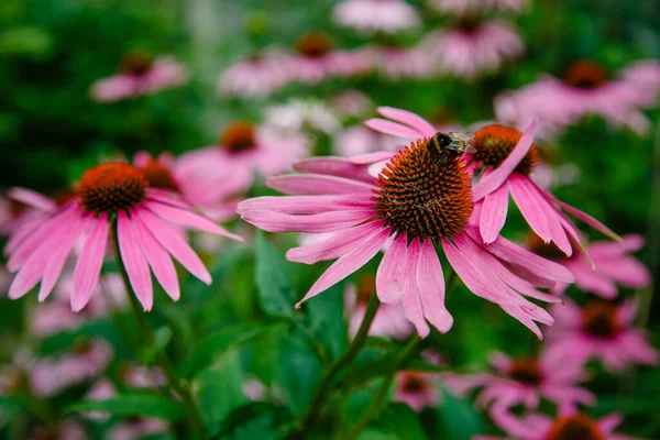 Рожевий Альянс Сфероцефалону Саду Бджола Квітці — стокове фото