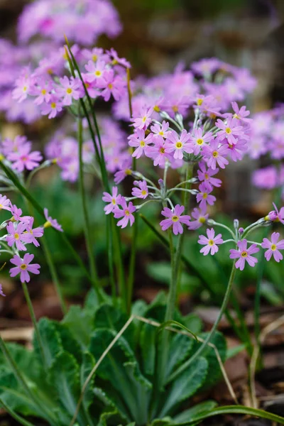 Primula Farinosa Spring Garden — Stock Photo, Image
