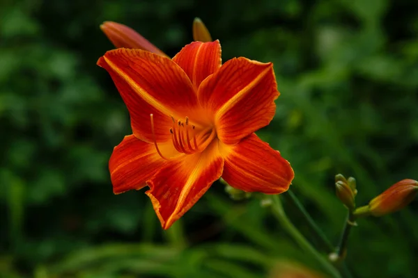 Linda Flor Daylily Jardim Verão Planta Perene Daylily Hemerocallis Projeto — Fotografia de Stock