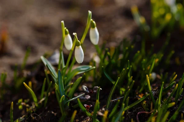 雪花春天花园的花朵 天然绿色背景的欧蒙雪花 Galanthus Nivalis — 图库照片