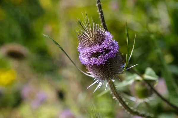 Dipsacus Sativus Lashakakigusa Flowers Blooming Botanical Garden — Stock Photo, Image