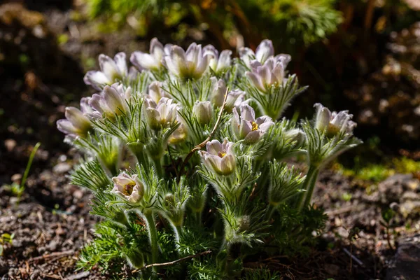 Fleurs Lys Roche Crocus Des Prairies Anémone Feuilles Coupées Pulsatilla — Photo