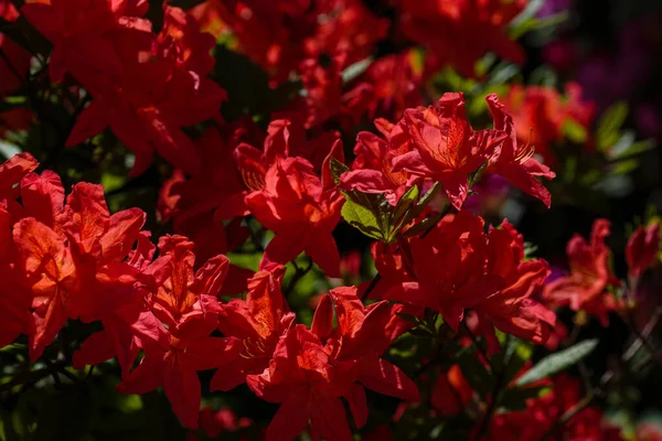 Flowering Rhododendron Spring Garden Buds Flowers Rhododendrons Natural Background — Stock Photo, Image