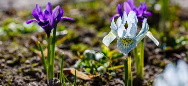 Bahar Bahçesinde Beyaz Iridodictyum Çiçekleri — Stok fotoğraf