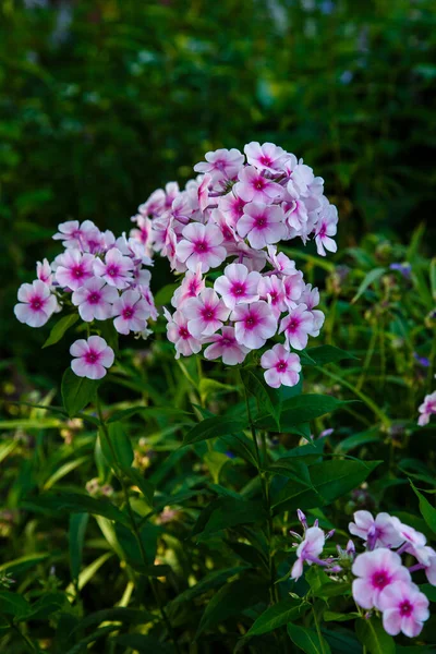 Belles Fleurs Phlox Paniculata Des Branches Florales Phlox Dans Jardin — Photo