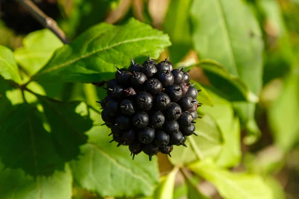 Doğal arka planda Eleutherococcus senticosus 'lu Berry. Eleutherococcus, Aralii familyasından bir bitki cinsidir. Bahçedeki ilaç bitkisi.