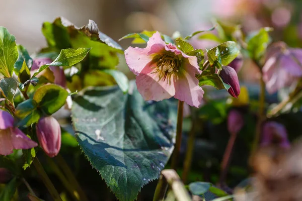 Bahar Bahçesinde Hellebore Abhazian Sıralama Braun — Stok fotoğraf